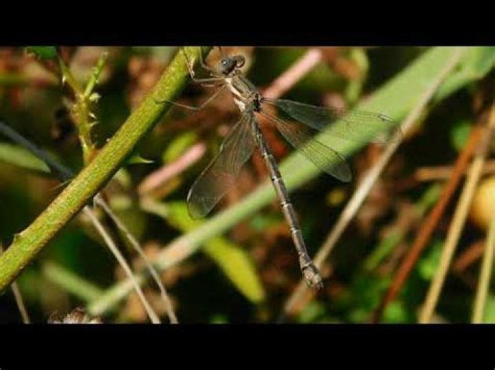 Do damselflies bite or sting?