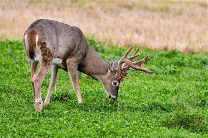 Do deer eat pittosporum?