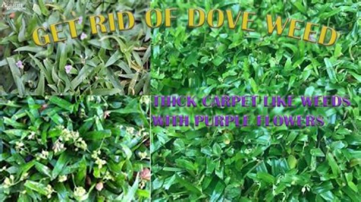 Do doves eat doveweed?