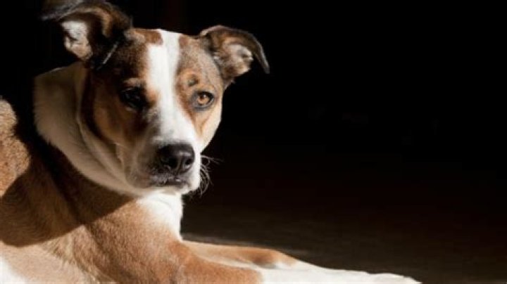 Do drug dogs smell?