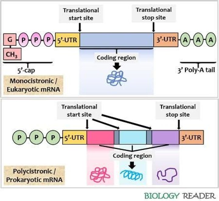 Do eukaryotes have polycistronic mrna?