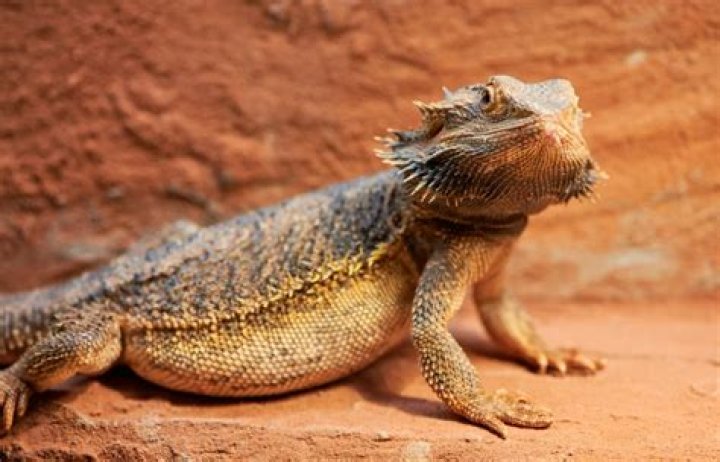 Do female bearded dragons black beard?