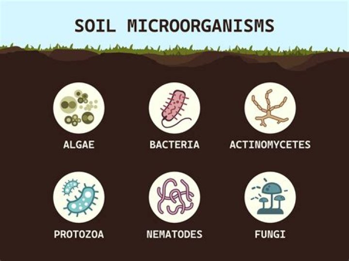 Do fertilizers kill soil bacteria?