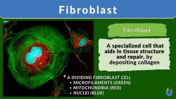 Do fibroblasts secrete fibroblast?