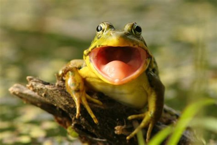 Do frogs have teeth?