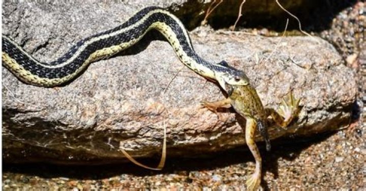 Do garter snakes eat mice?
