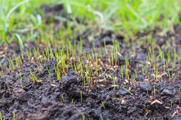 Do grass seeds need to be covered?