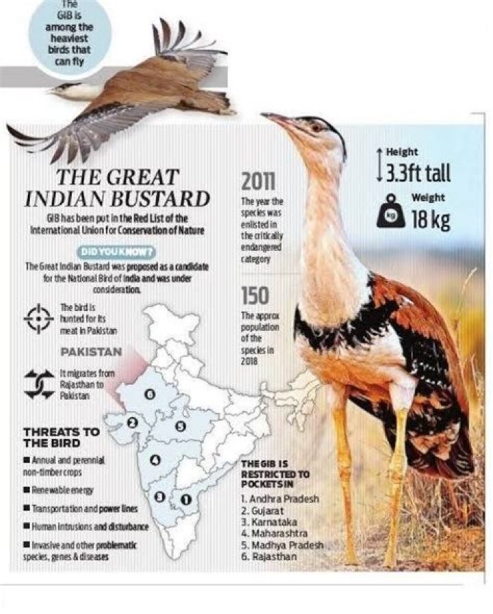 Do great bustards fly?