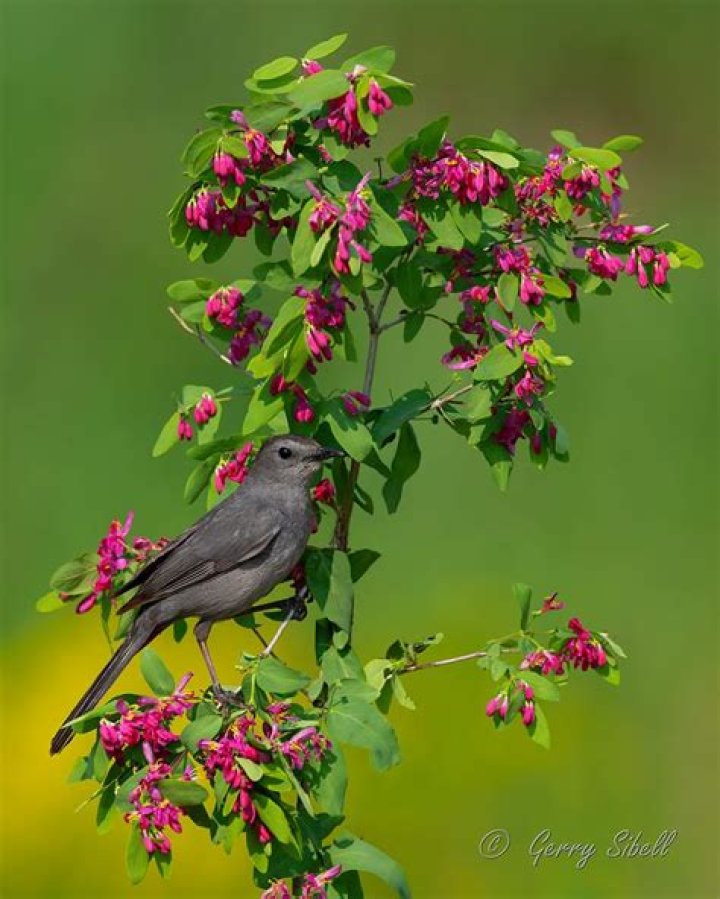 Do grosbeaks like grape jelly?