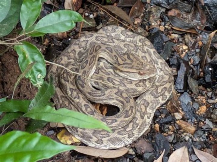 Do habu snakes hibernate?