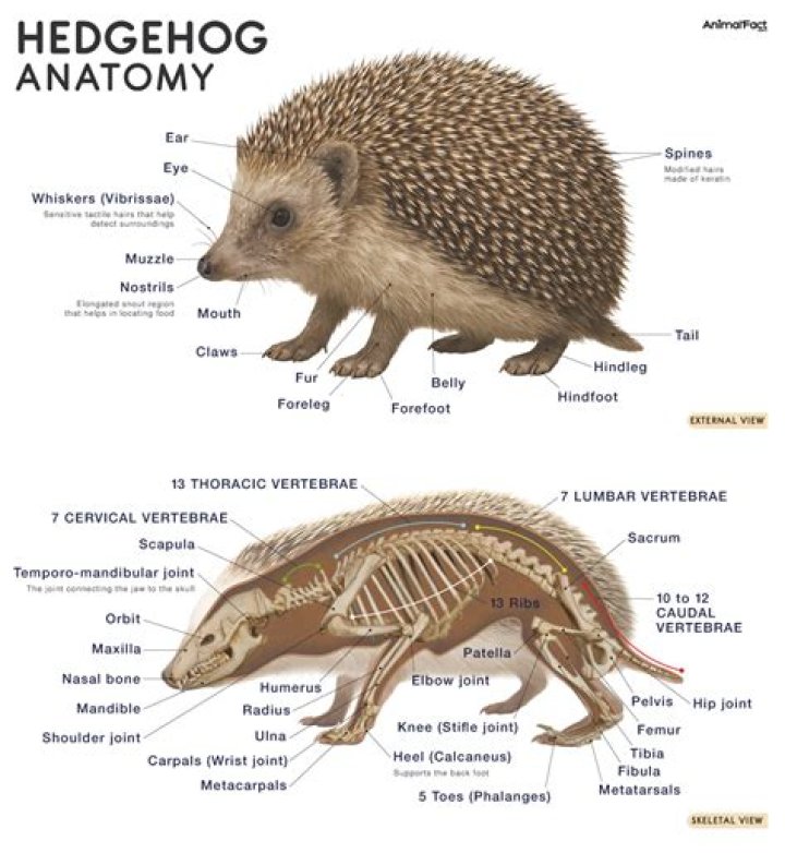 Do hedgehogs like belly rubs?