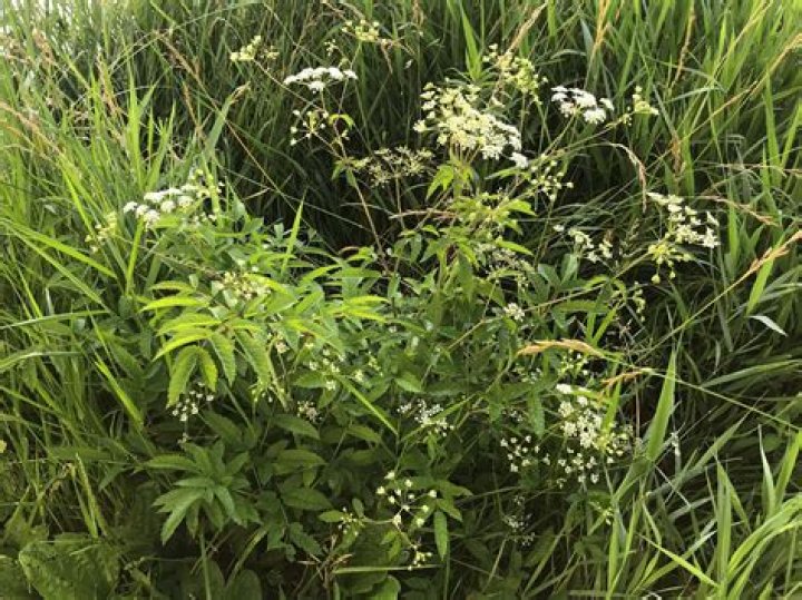 Do hemlock have seeds?