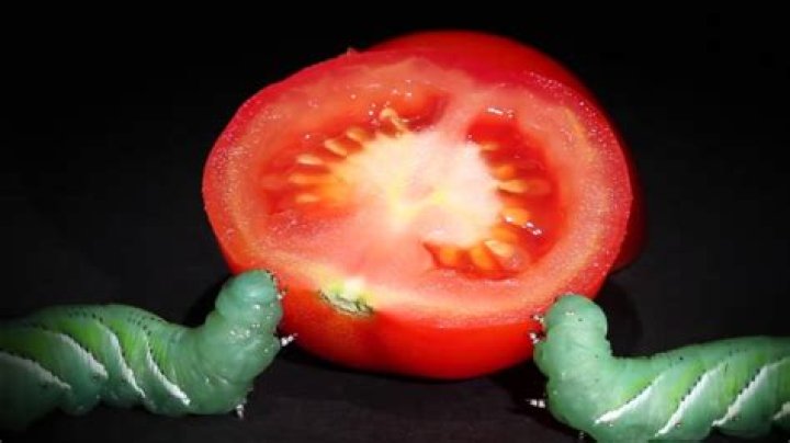 Do hornworms eat tomatoes?