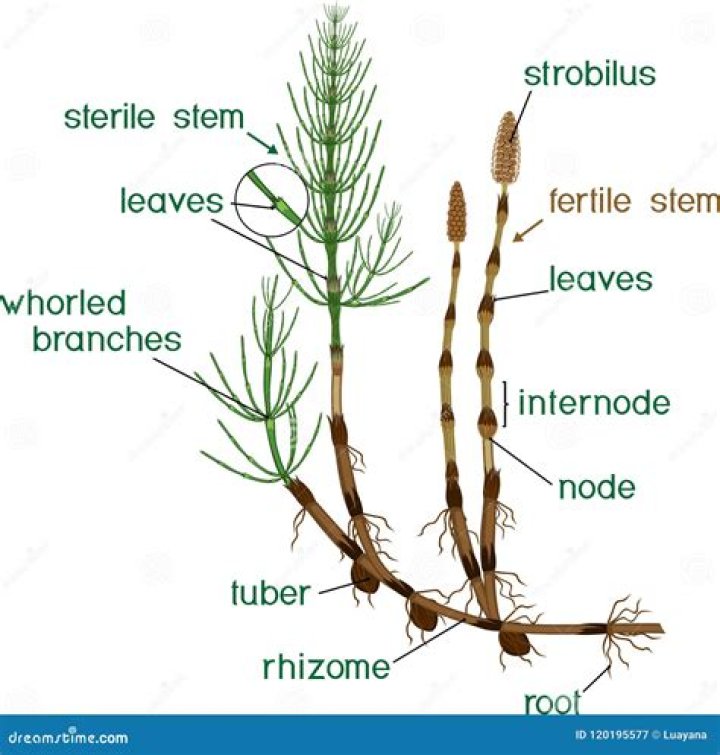 Do horsetails have roots?