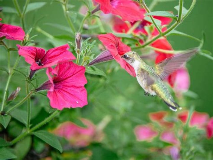 Do hummingbirds like mullein?
