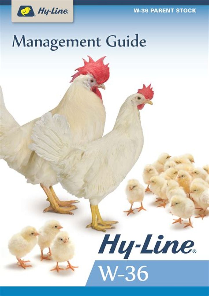 Do hyline chickens moult?