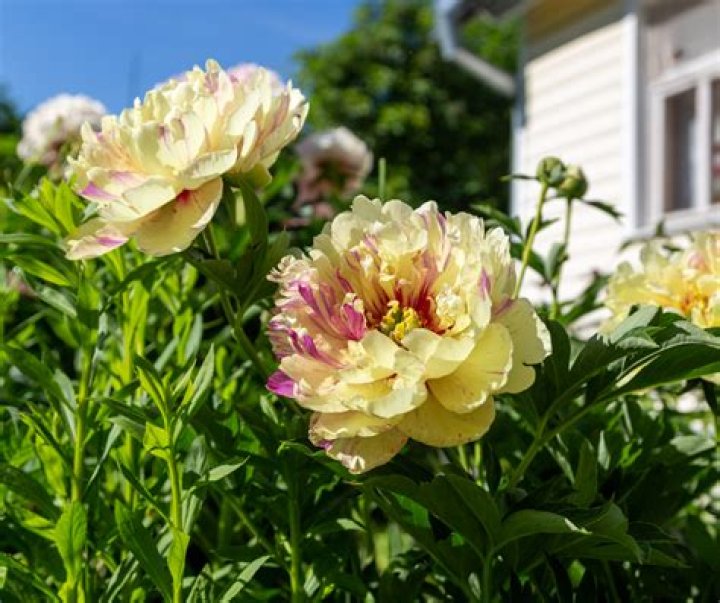 Do itoh peonies need staking?