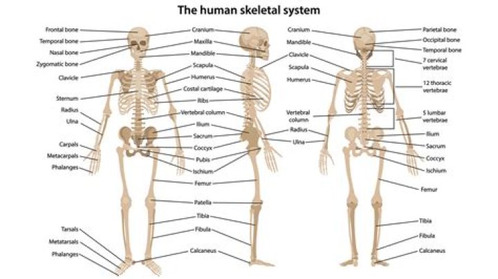 Do kippers have bones?