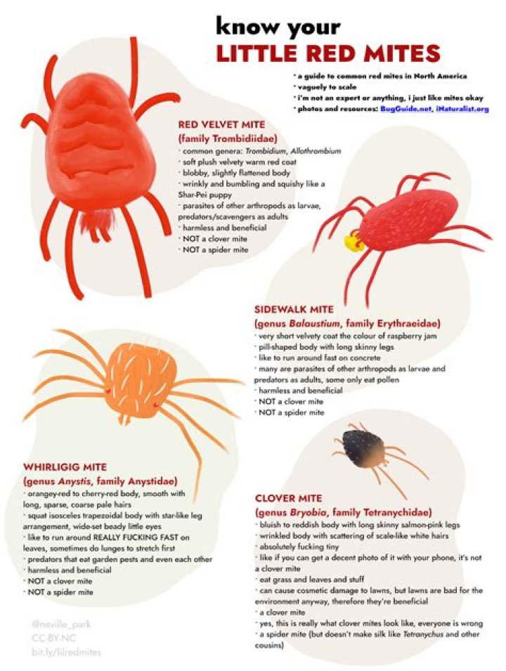 Do little red spiders bite uk?