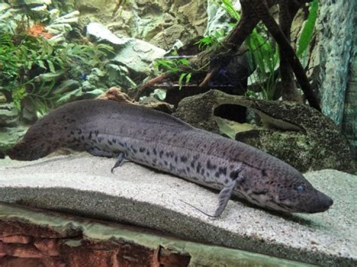 Do lungfish have lungs?