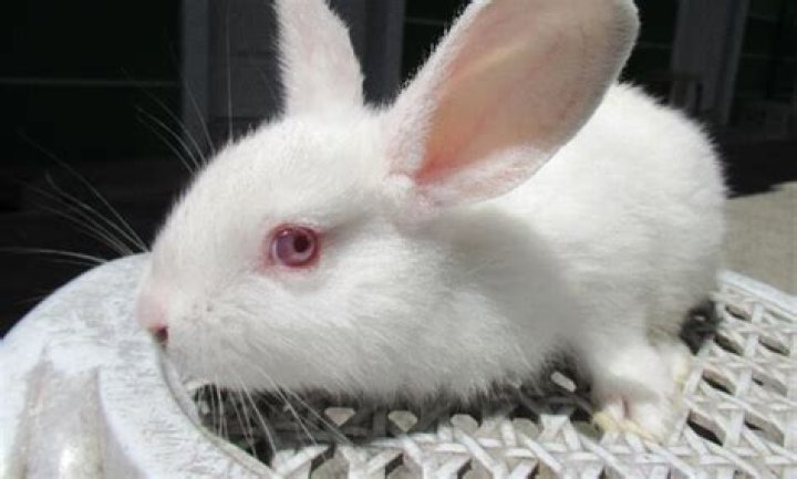 Do molton brown test on animals?