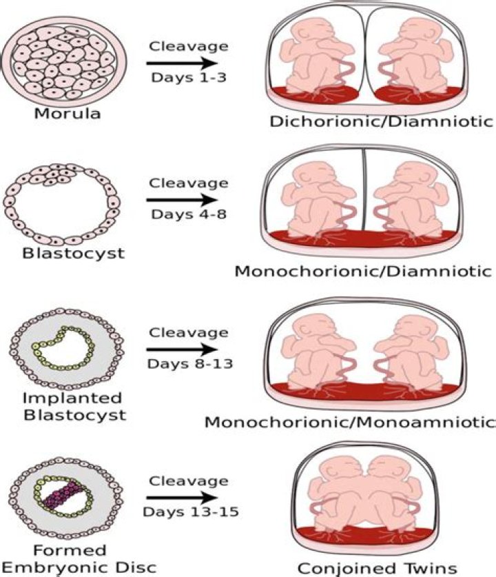 Do monozygotic twins have the same dna?