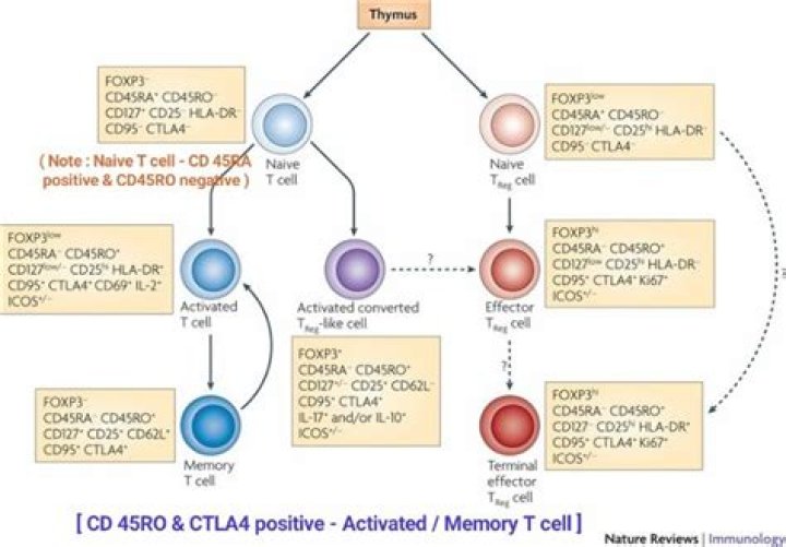 Do myeloid cells express cd45?