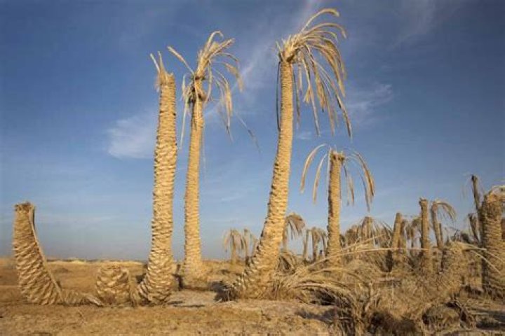 Do palm fronds burn well?