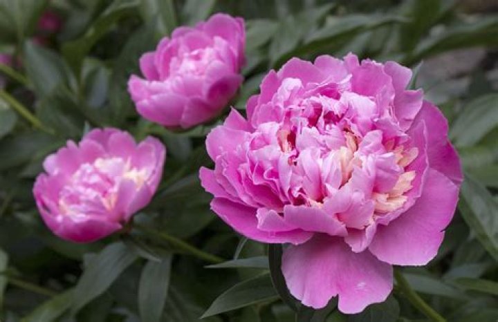 Do peonies smell nice?