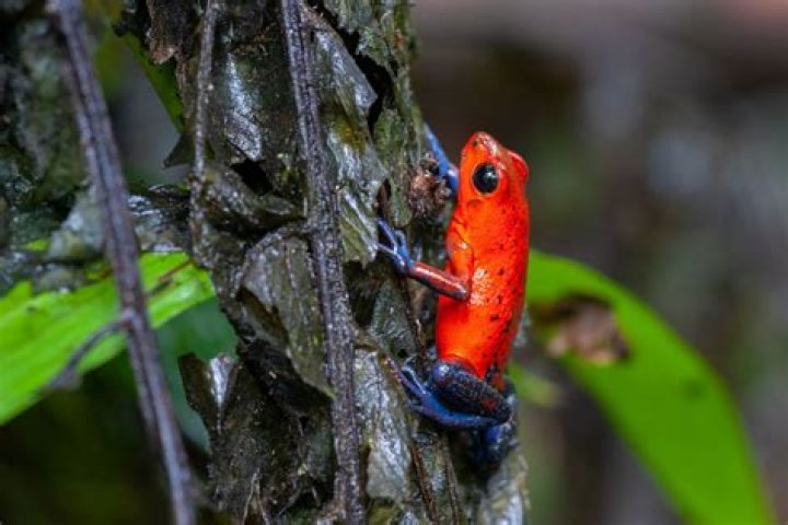 Do poison dart frogs live in groups?