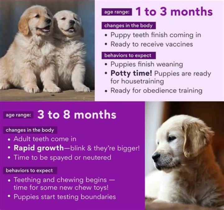 Do puppies grow out of chewing?