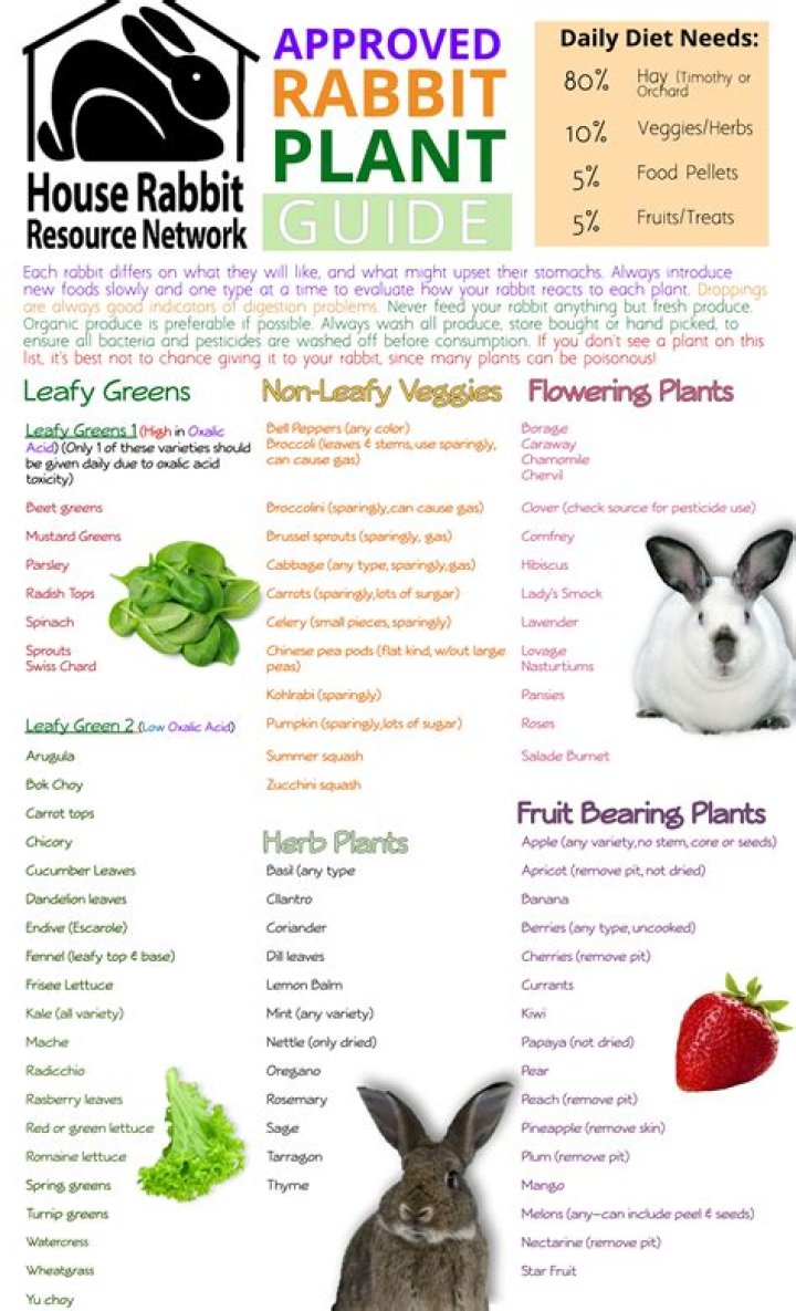 Do rabbits eat forbs?