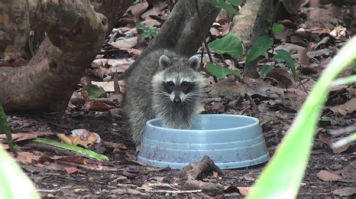 Do racoons wash their hands?