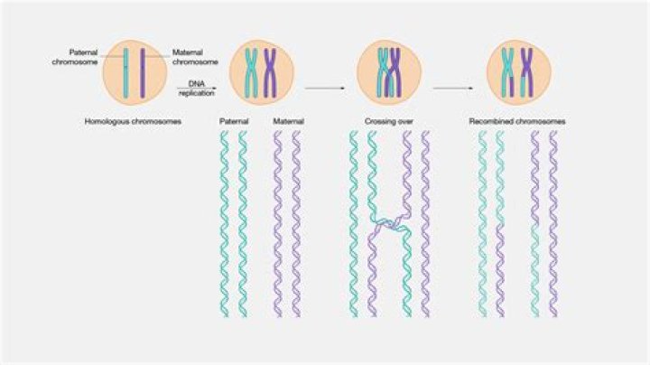Do recombination occurs in meiosis?