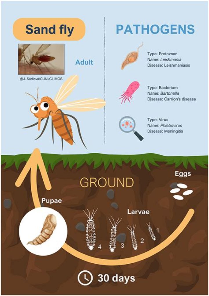 Do sand fiddlers bite?