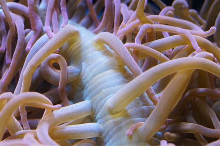 Do sea anemones sting?