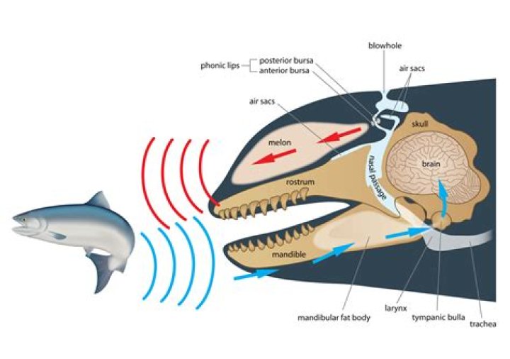 Do sharks use echolocation?