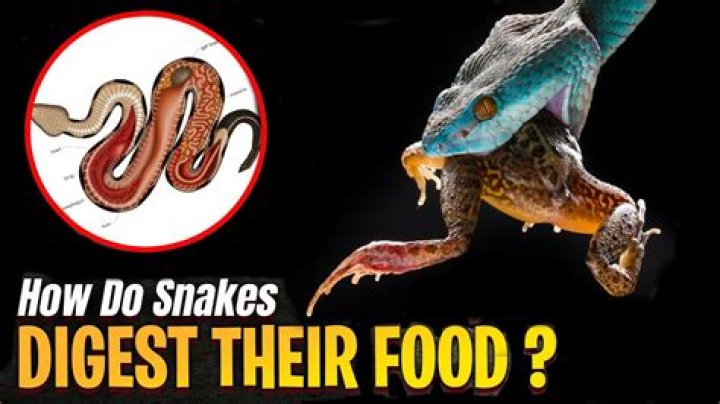 Do snakes size up their food?