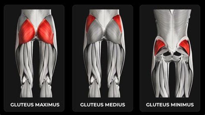 Do squats train gluteus medius?