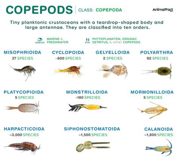Do tangs eat copepods?