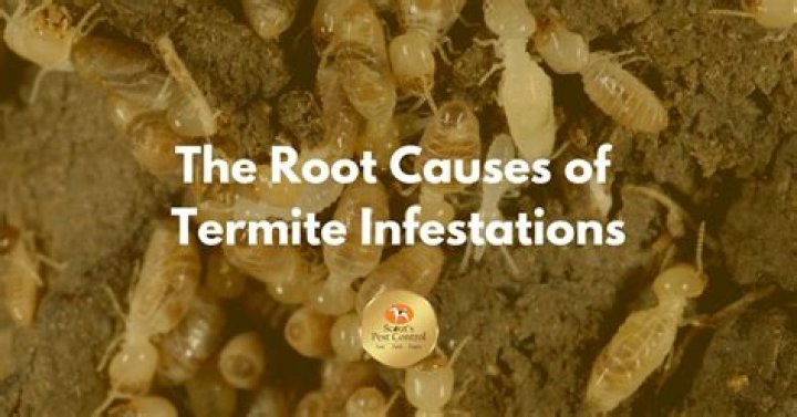 Do termites eat grass roots?