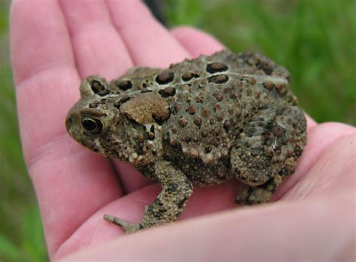 Do toads give you warts?