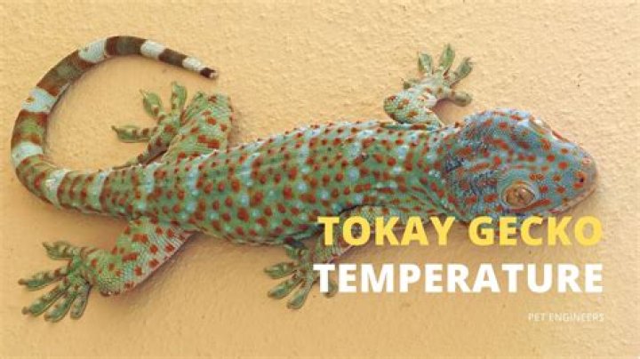 Do tokay geckos need heat?