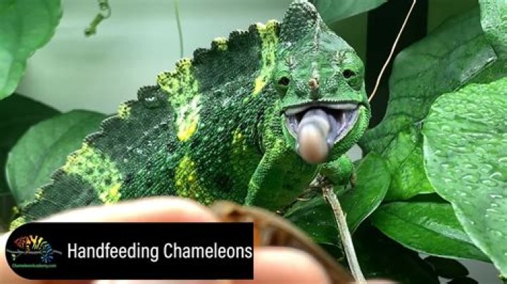 Do you hand feed chameleons?