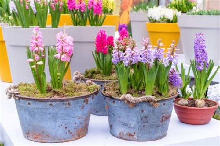 Do you plant hyacinth bulbs?