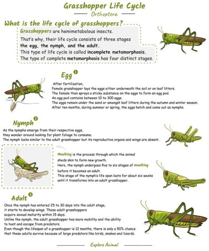 Does a grasshopper have pincers?