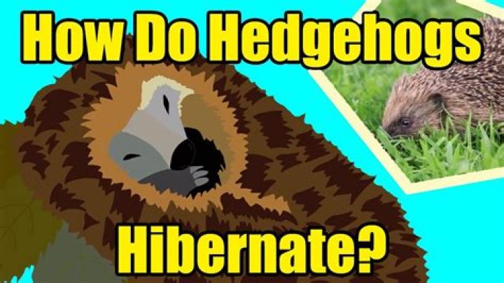 Does a hedgehog hibernate?