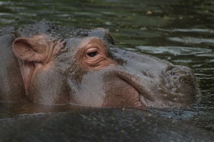 Does a hippo have hair?