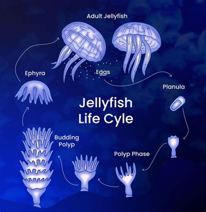 Does a jellyfish have legs?