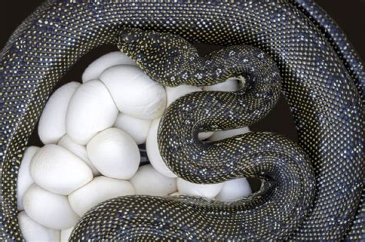 Does a rattlesnake lay eggs?